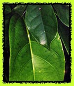 Chinchilejo Chaliponga Leaves (D. Cabrerana)